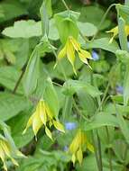 Image of largeflower bellwort