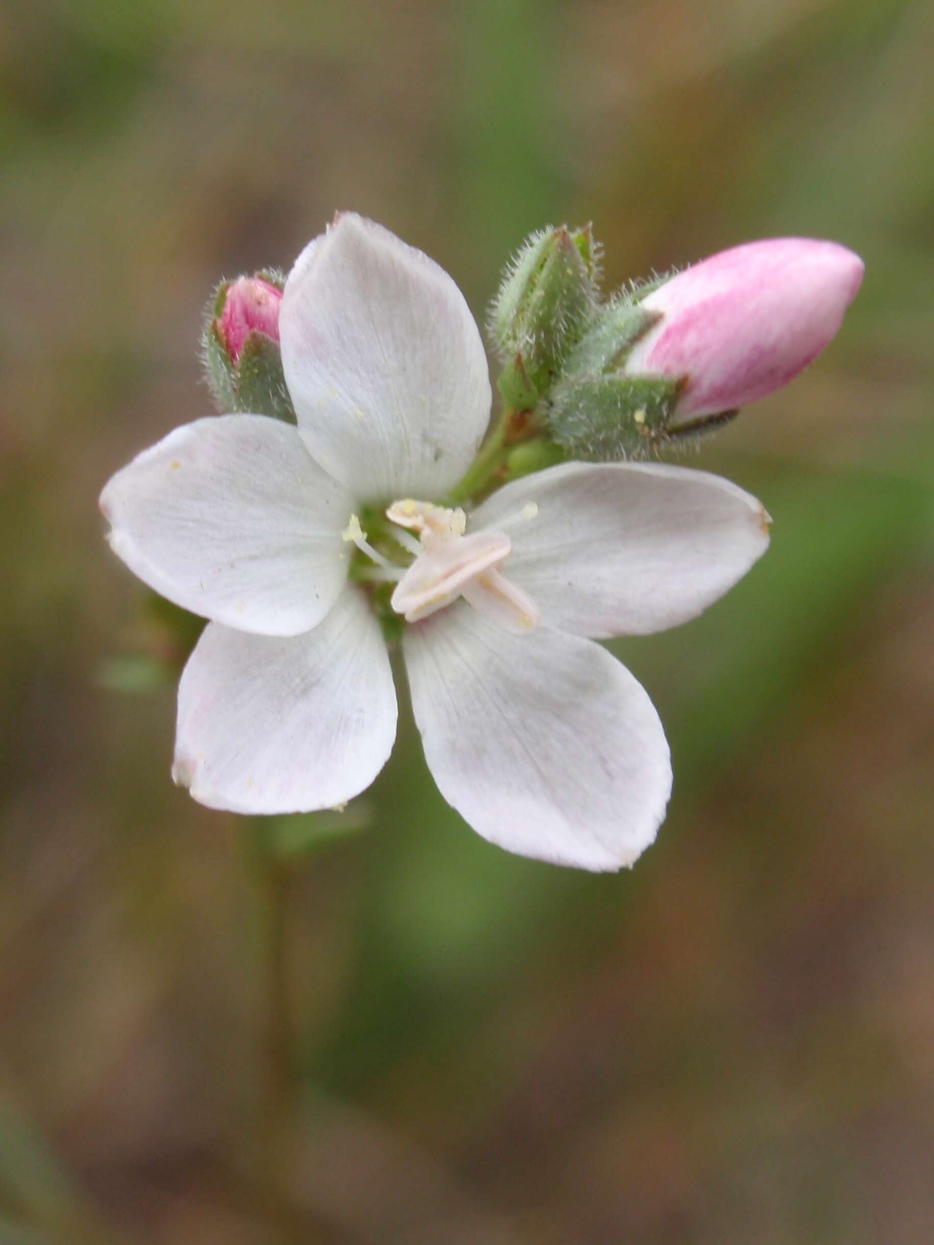 Image of Marin dwarf-flax