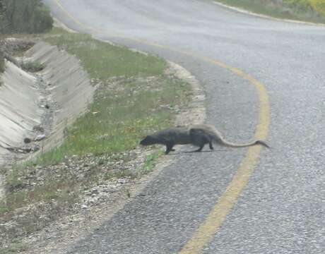 Image of Egyptian Mongoose