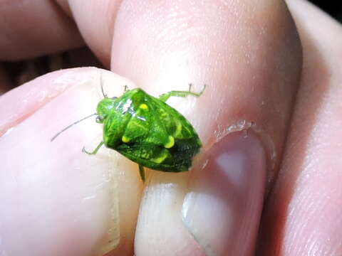 Image of Juniper Stink Bug