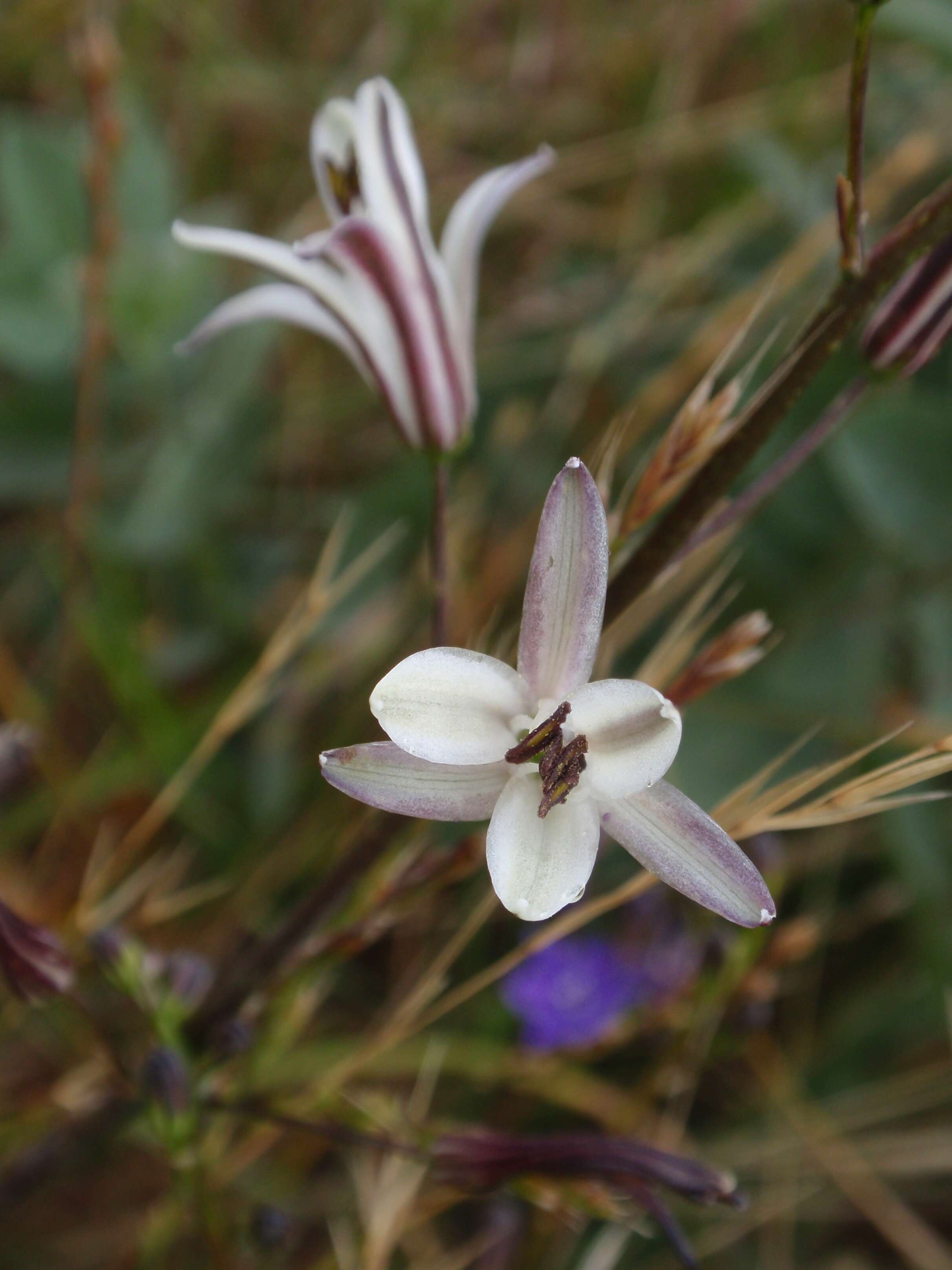 Image of wavyleaf soap plant