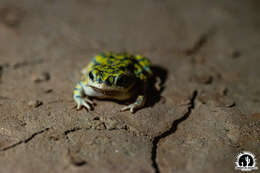 Image of Sonoran Green Toad