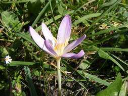 Image of Autumn crocus