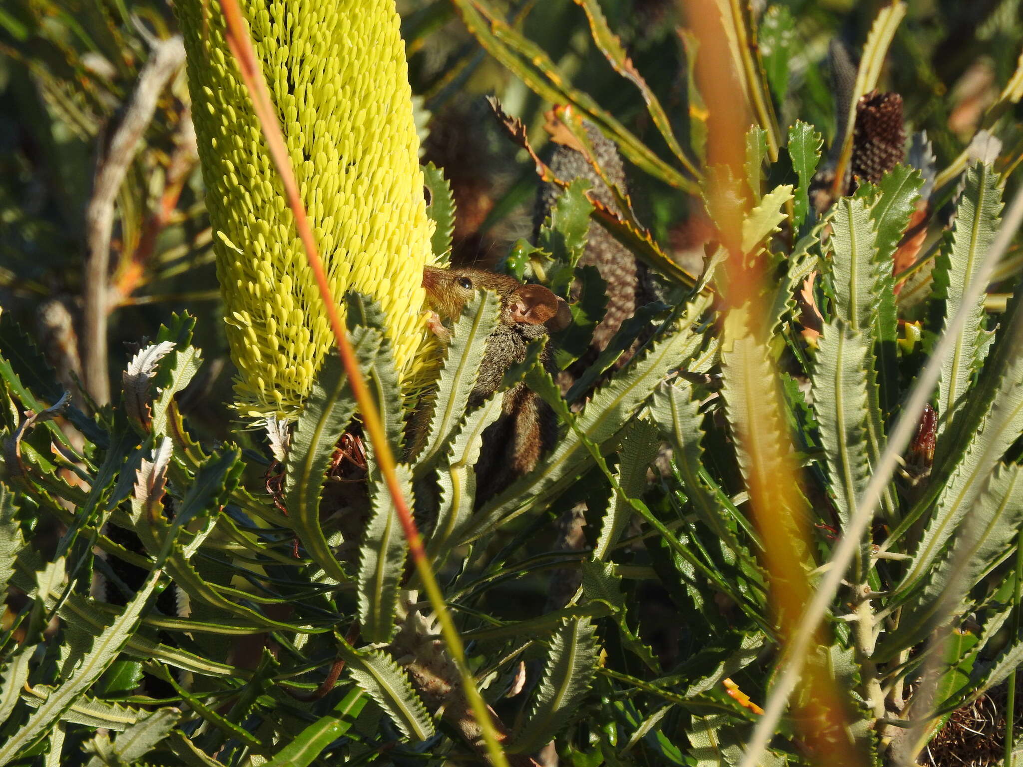 Image of honey possums