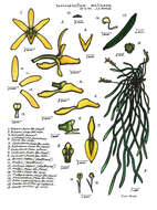 Image of Tangled ribbonroot