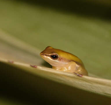 Image of Green Reed Frog