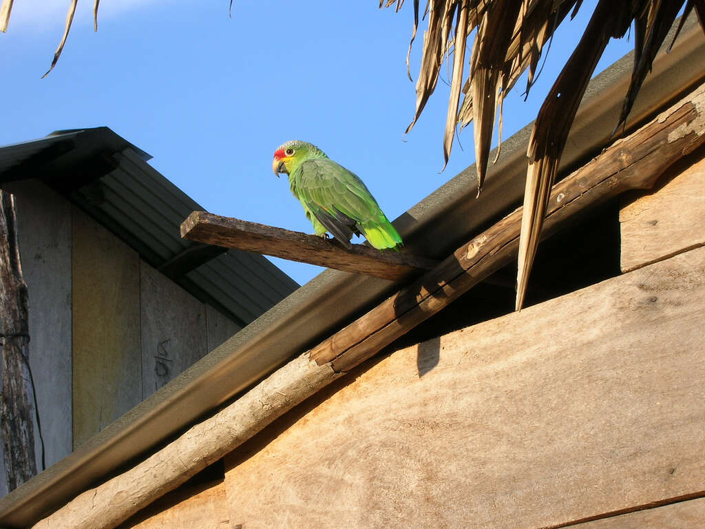 Imagem de Amazona autumnalis (Linnaeus 1758)