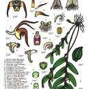 Dendrobium cancroides T. E. Hunt的圖片