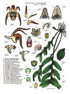 Dendrobium cancroides T. E. Hunt的圖片