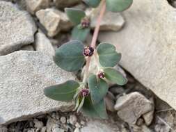 صورة Euphorbia cinerascens Engelm.