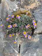 Image of <i>Erigeron <i>clokeyi</i></i> var. clokeyi