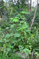 Image of Dombeya pulchra N. E. Br.