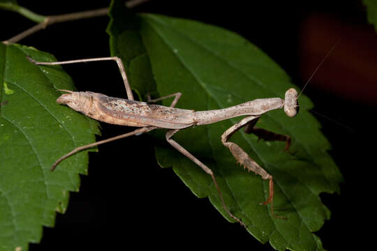 Image of Carolina Mantis