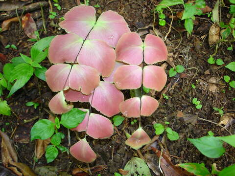 Sivun Adiantum macrophyllum Sw. kuva