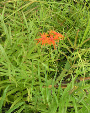 Image of Silene wilfordii (Regel) H. Ohashi & H. Nakai