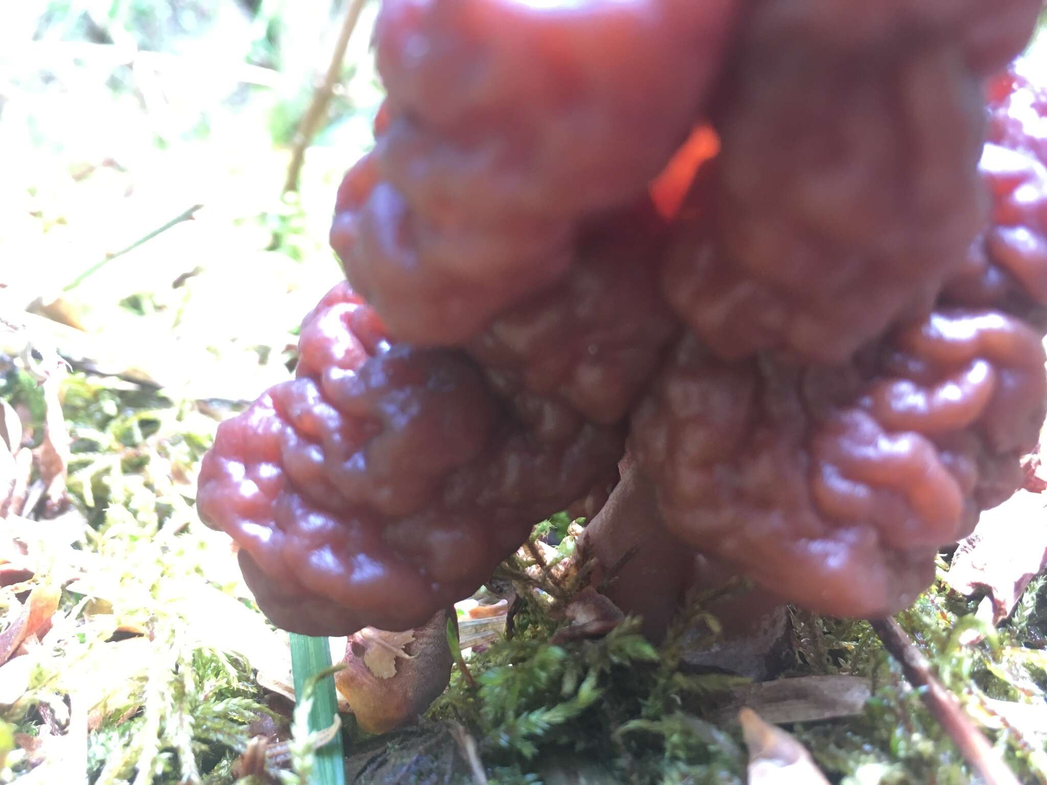 Imagem de Gyromitra esculenta (Pers.) Fr. 1849