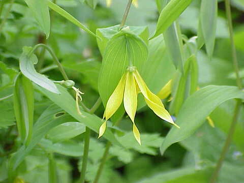 Image of bellwort