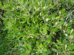 Image de Olearia avicenniifolia (Raoul) Hook. fil.