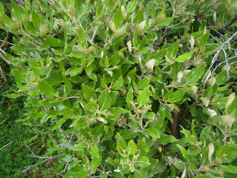 Image of Olearia avicenniifolia (Raoul) Hook. fil.