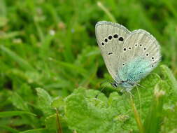 Image of Green-underside Blue