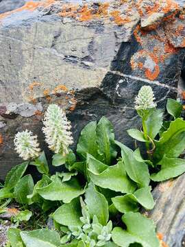 Слика од Lagotis integrifolia (Willd.) Schischk. ex Vikulova