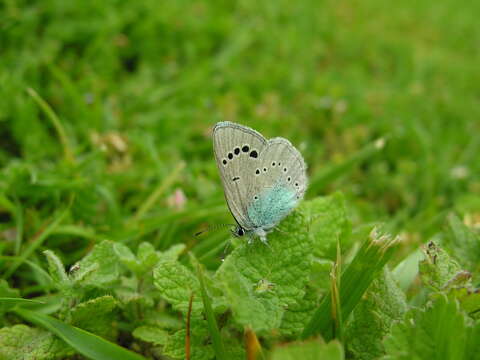 Image of Green-underside Blue