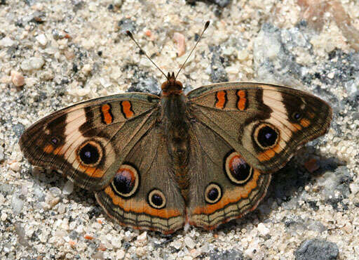 Image of Common buckeye