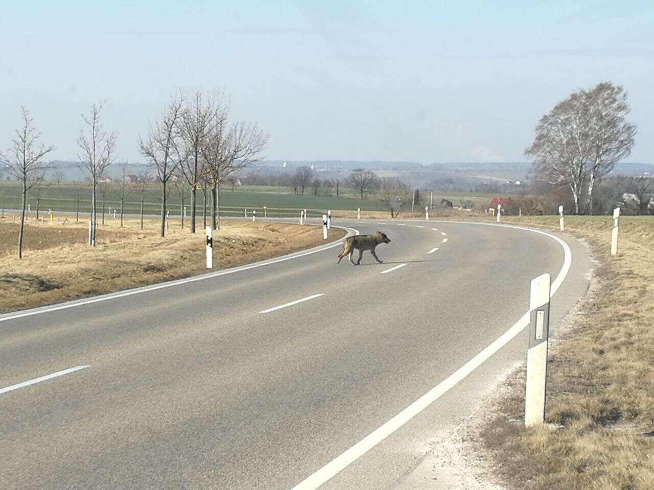 Image of Eurasian Wolf