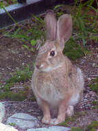 Image of Audubon's Cottontail