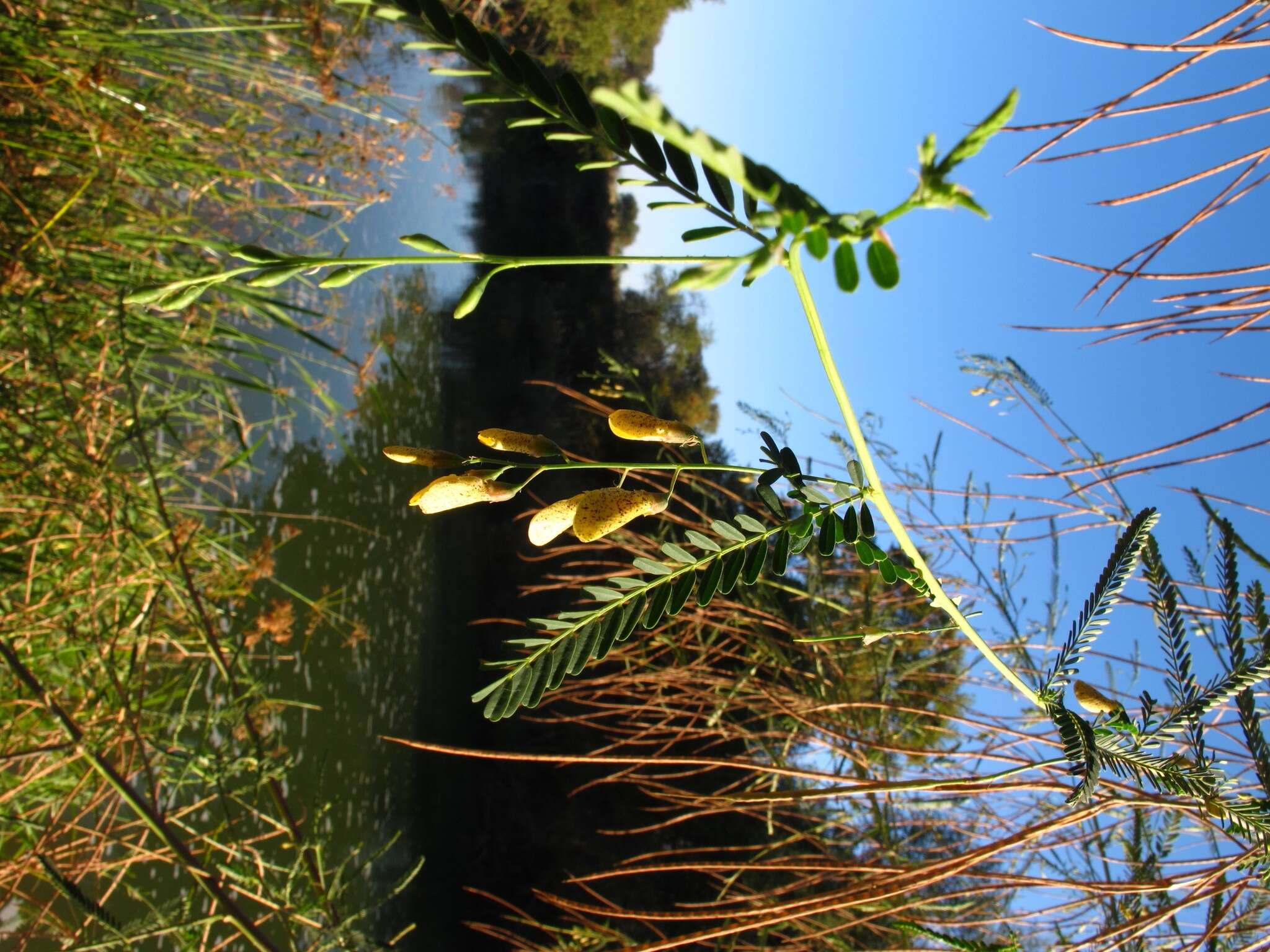 Plancia ëd Sesbania bispinosa var. bispinosa