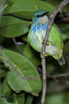 Image of Shining Honeycreeper