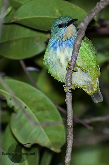 Image of Shining Honeycreeper