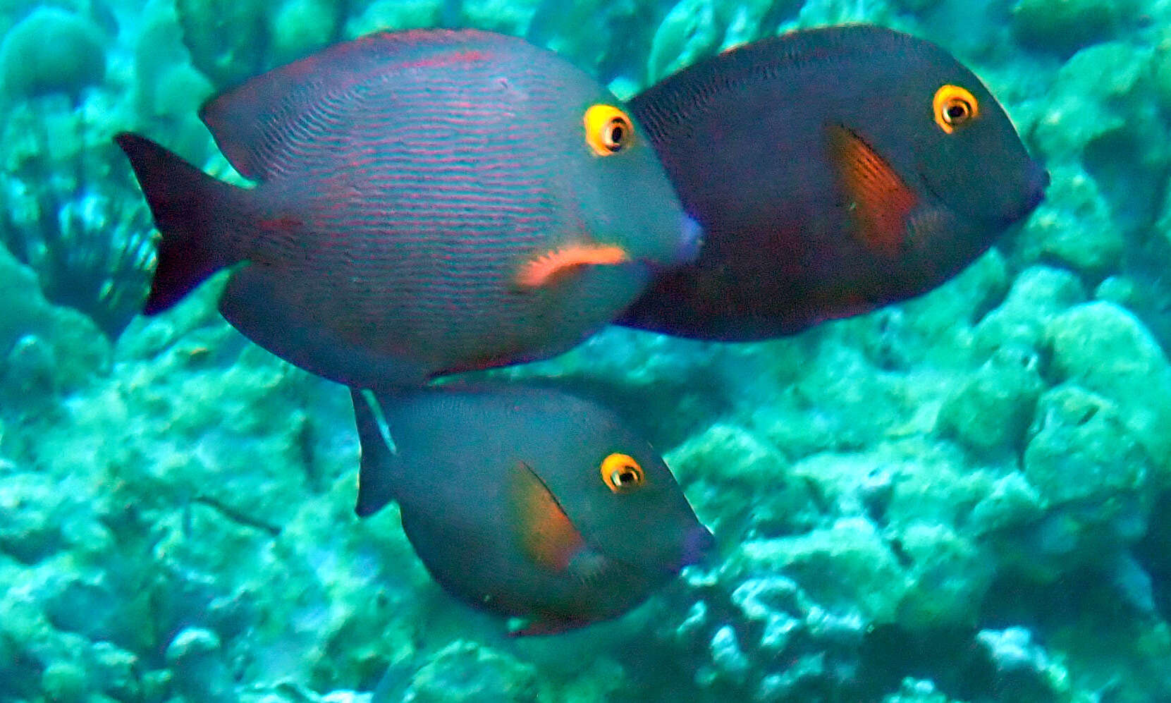 Image of Bristletoothed Surgeonfish