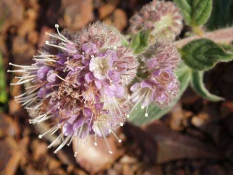 Image de Phacelia californica Cham.