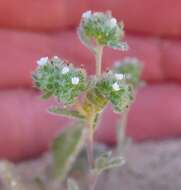 Plancia ëd Eremocarya micrantha (Torr.) Greene