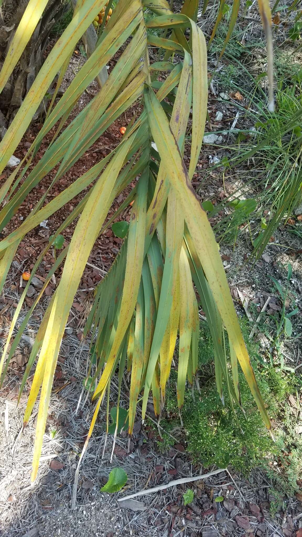 صورة Butia odorata (Barb. Rodr.) Noblick