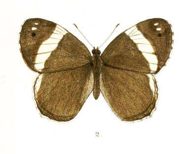 Image of Chonala masoni