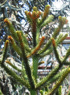 Image of Monkey Puzzle