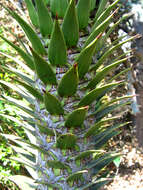 Image of Monkey Puzzle