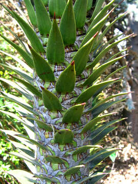 Image of Monkey Puzzle