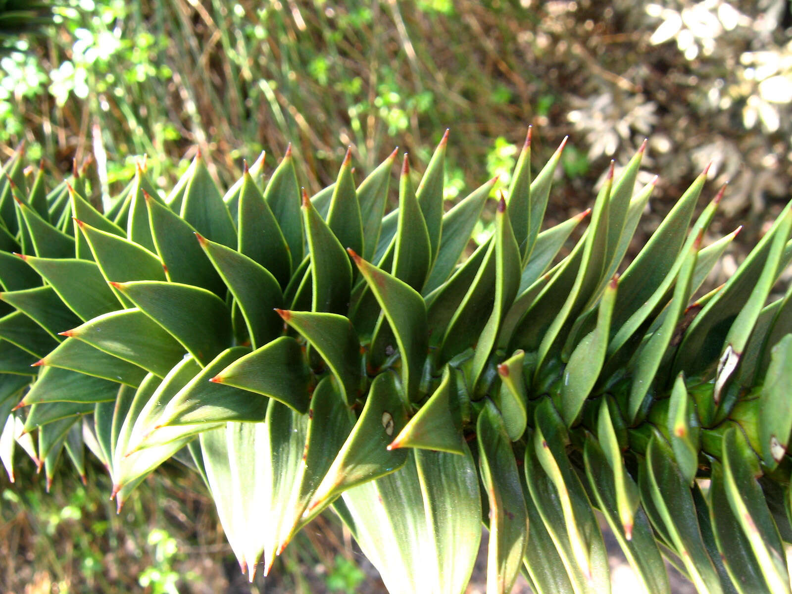 Image of Monkey Puzzle