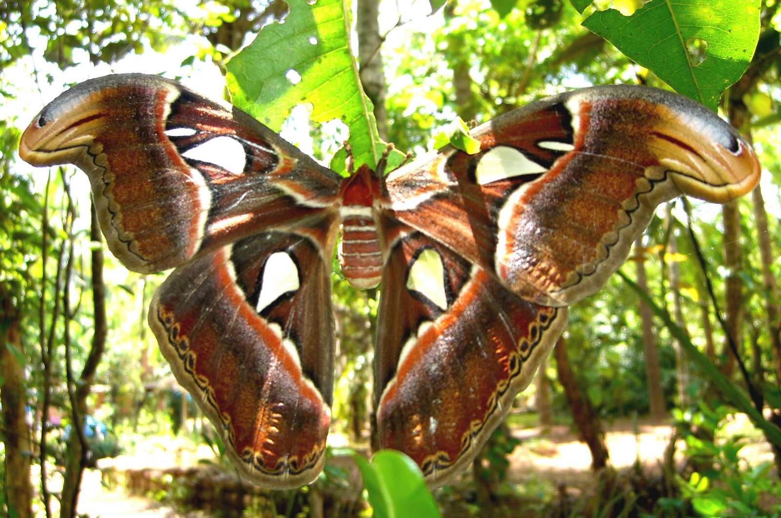 Image de Attacus atlas (Linnaeus 1758)