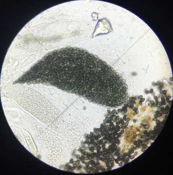 Image of Podospora araneosa (Cain) Cain 1962