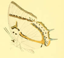 Imagem de Polyura eudamippus Doubleday 1843