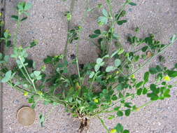 Image of black medick