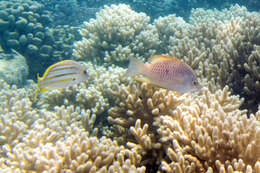 Image of Spanish flag snapper