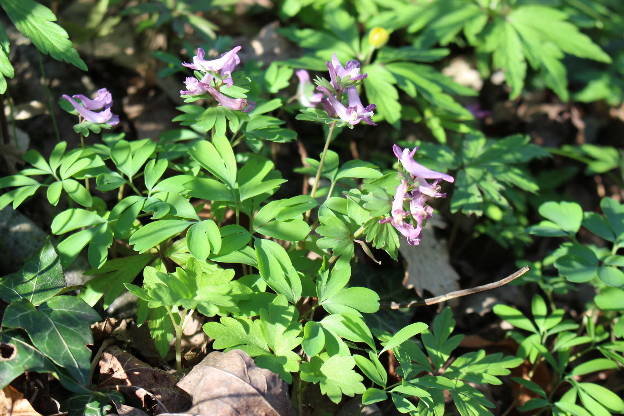 Image of Corydalis pumila (Host) Rchb.