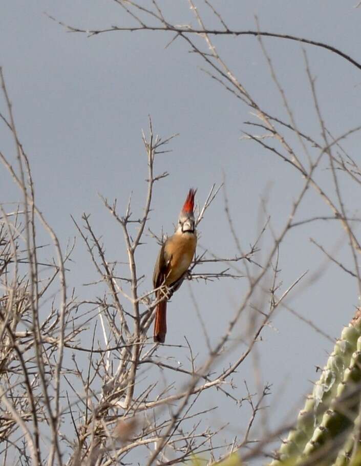 Plancia ëd Cardinalis phoeniceus Bonaparte 1838