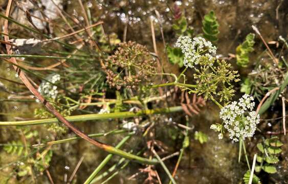 Berula erecta subsp. erecta resmi