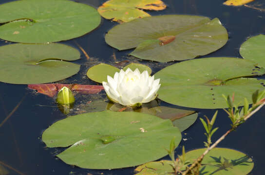 Image of American white waterlily